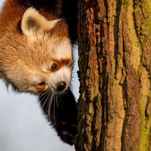 Red panda : Whipsnade : 22 Mar 2015
