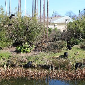 Monkey Islands, Sulawesi Crested Macaques