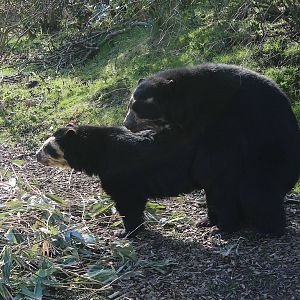 Spectacled Bear mating
