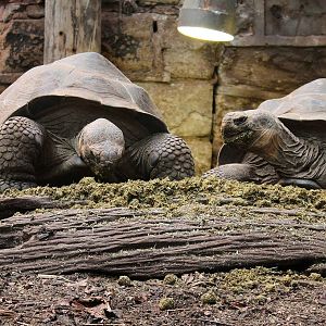 Galapagos Tortoises