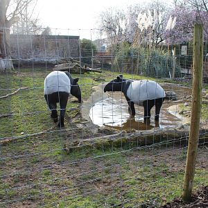 Malayan Tapirs