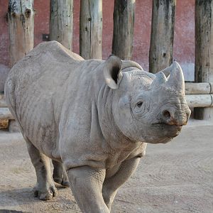 Black Rhino, Embu