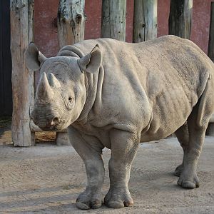 Black Rhino, Embu