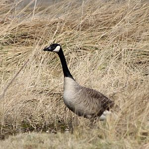 Canada goose