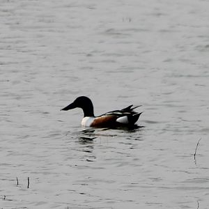Northern shoveler