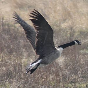 Canada goose