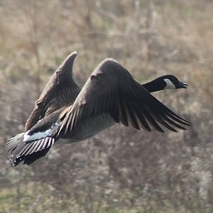 Canada goose