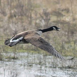 Canada goose