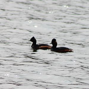 Black-necked grebes