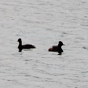 Black-necked grebes