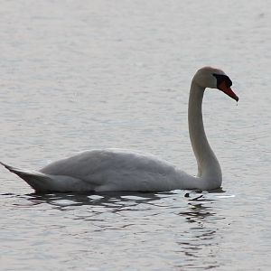 Mute_swan