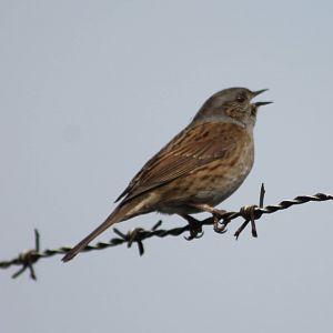 Hedge accentor