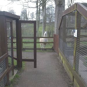 Keeper access to indoor monkey area on the left and the Raccoon Dog exhibit