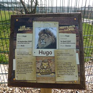 New Lion exhibit