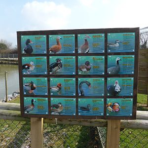 Waterfowl signs