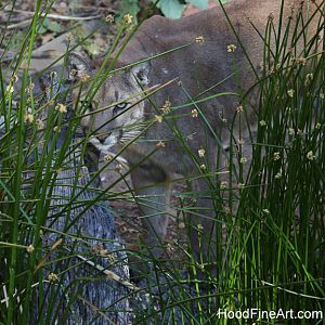 Eyeing the photographer