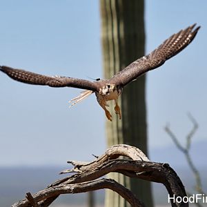 Incoming prairie falcon