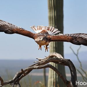 Incoming ferruginous hawk