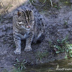 fishing cat