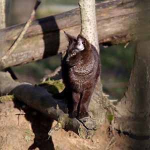 melanistic jungle cat