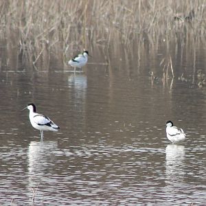 Avocets