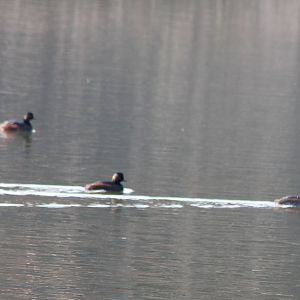Black-necked grebes