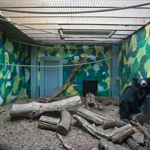 Sri Lankan sloth bear (exhibit) : Whipsnade : 01 Feb 2015