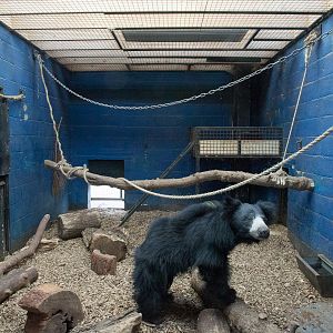 Sri Lankan sloth bear (exhibit) : Whipsnade : 01 Feb 2015