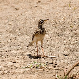 African Pipit