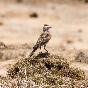 Red-capped Lark