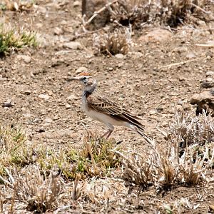 Red-capped Lark