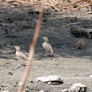 Short-tailed Larks