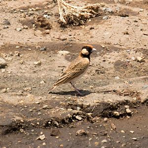 Fischers Sparrowlark male