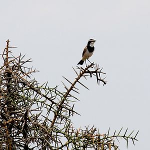 Capped Wheatear