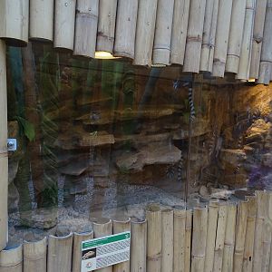 Bearded dragon enclosure