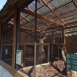 Ferret and stone marter enclosures