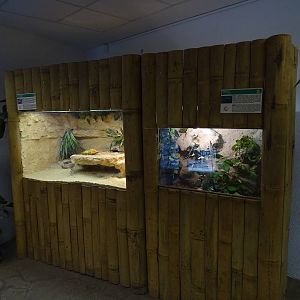 Blue-tongued skink and stick insects