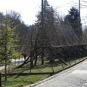 Ring-tailed lemur enclosure