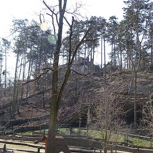Barbary sheep enclosure