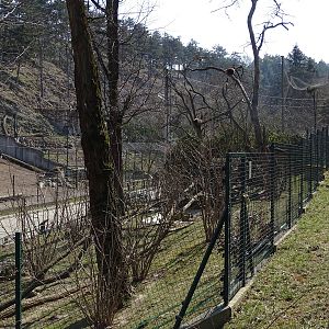 Lesser panda enclosure