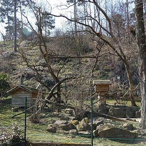 Lesser panda enclosure