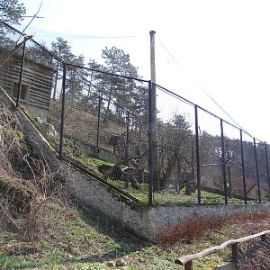 Great grey owl enclosure