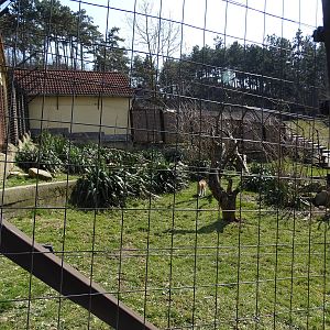 Patas monkey enclosure
