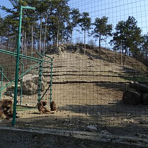 Gelada enclosure