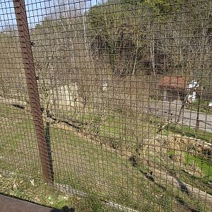 Lynx enclosure from above