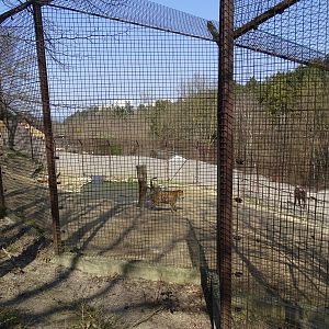 Siberian tiger enclosure from above