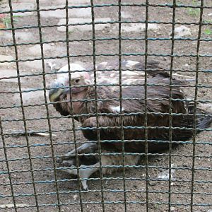 lappet faced vulture havana zoo