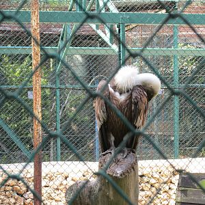 griffon vulture havana zoo