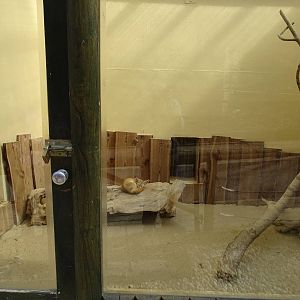 Fennec fox indoor enclosure