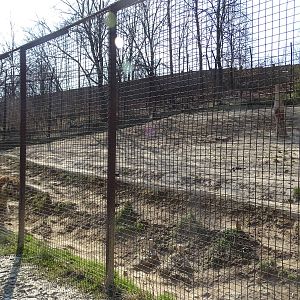 Tiger enclosure from below